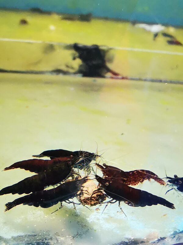 BLACK ROSE/CHOCO - 1.5-2.0 CM - Image 4